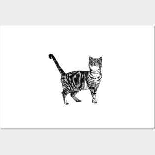Black and White Striped Tabby Cat Posters and Art
